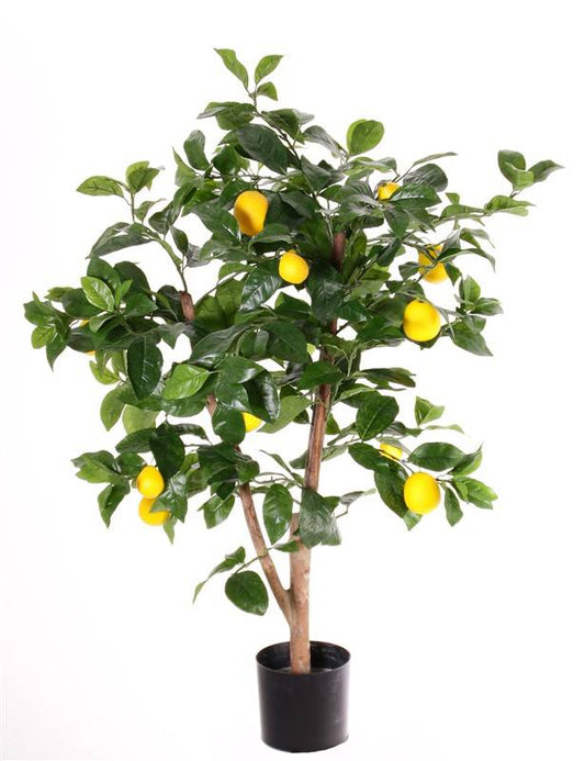 Citroenboompje