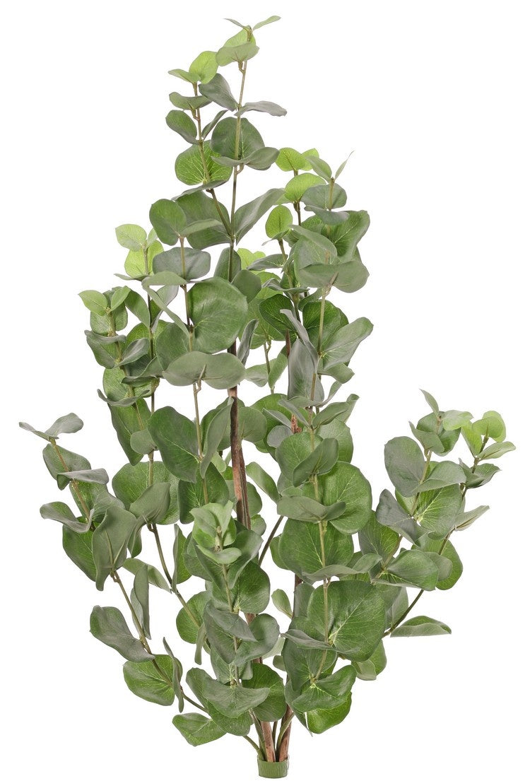 Eucalyptusplant 'Top Green'