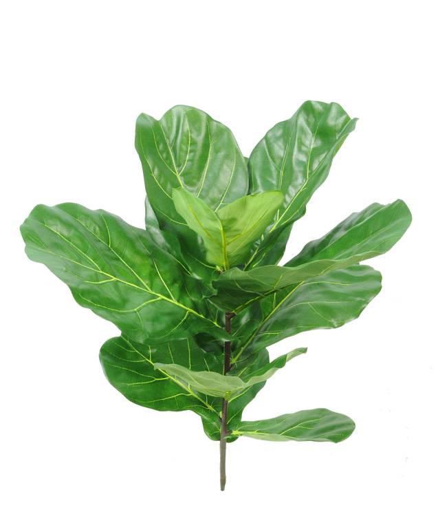 Ficus Lyrata (Tabaksplant)