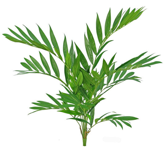 Parlourpalm