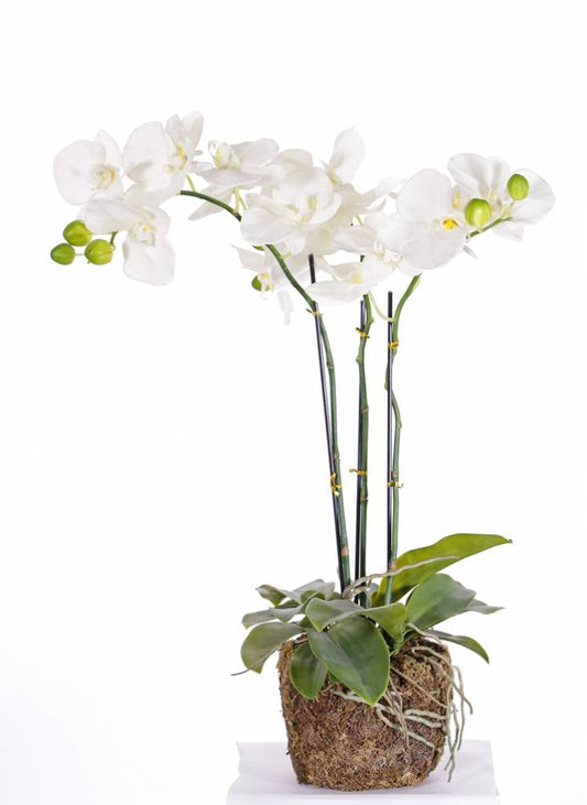 Orchidee Phalaenopsis (natural touch)