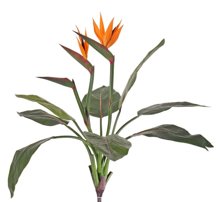 Paradijsvogelplant (Strelitzia)