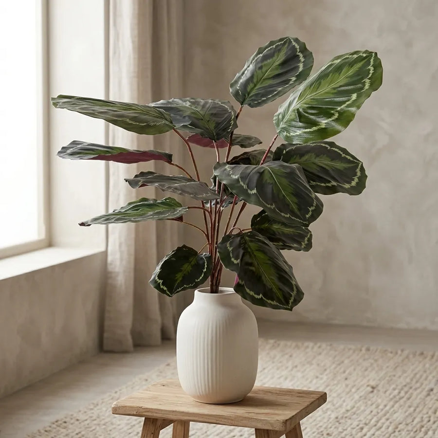 Calathea 'Medaillion'