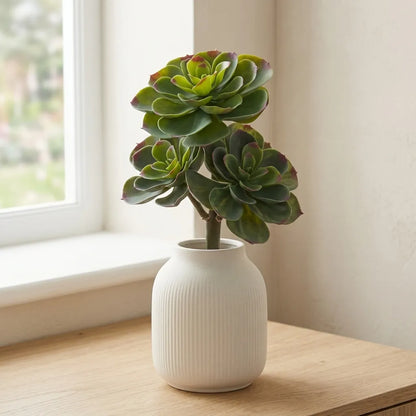 Echeveria vetplant