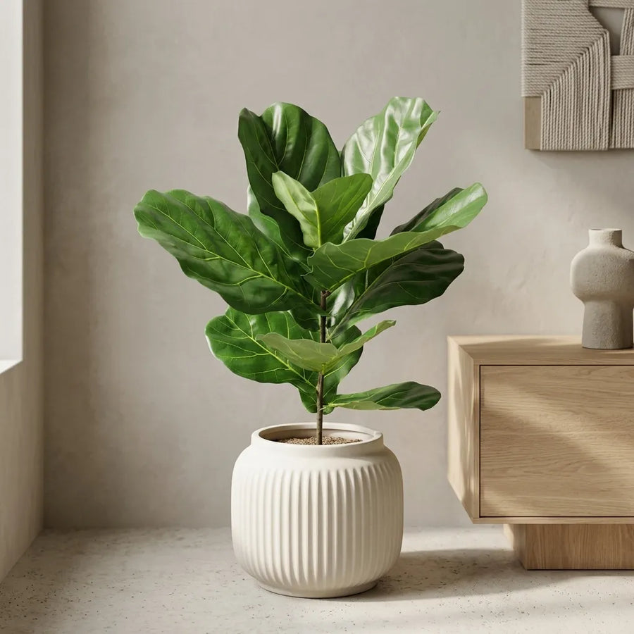 Ficus Lyrata (Tabaksplant)