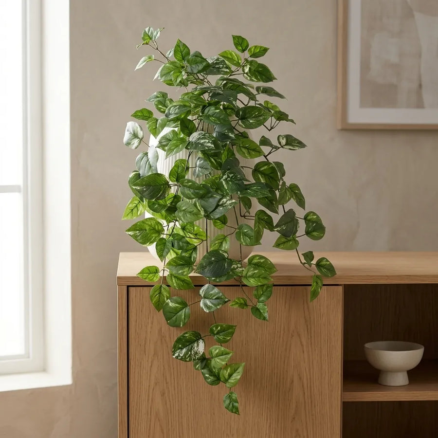 Golden Pothos hangplant