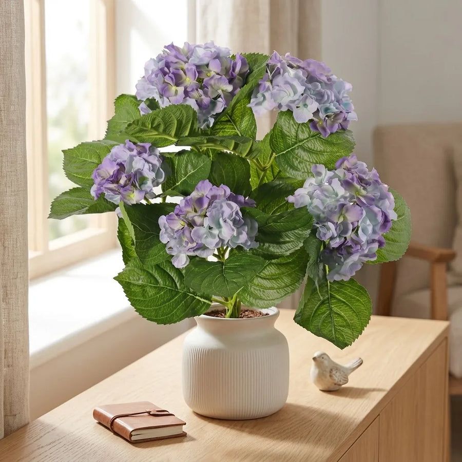 Hortensia in pot