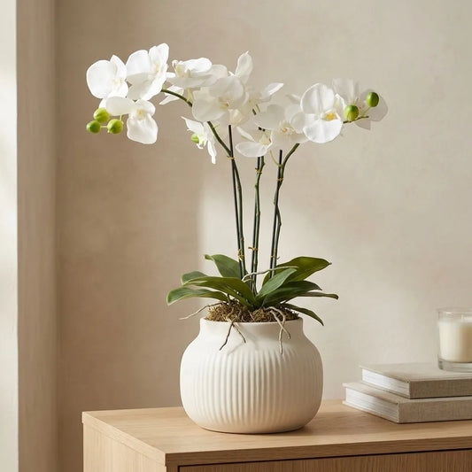 Orchidee Phalaenopsis (natural touch)