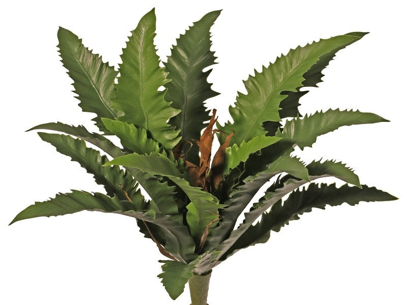 Vogelnestvaren 'Dakila'