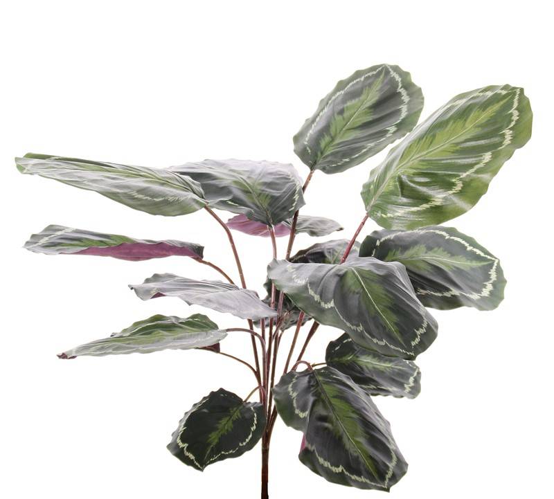 Calathea 'Medaillion'