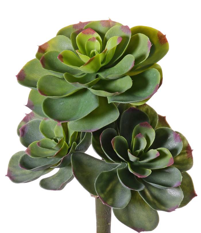 Echeveria vetplant
