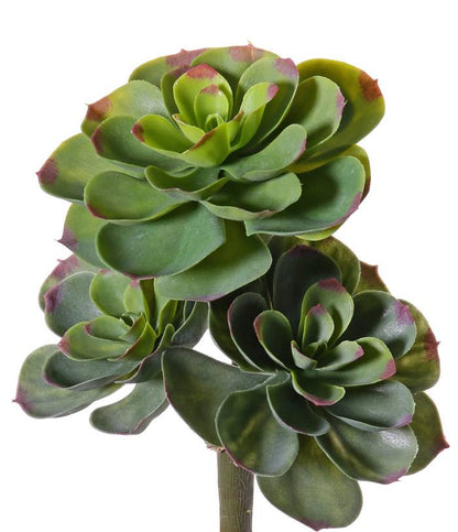 Echeveria vetplant