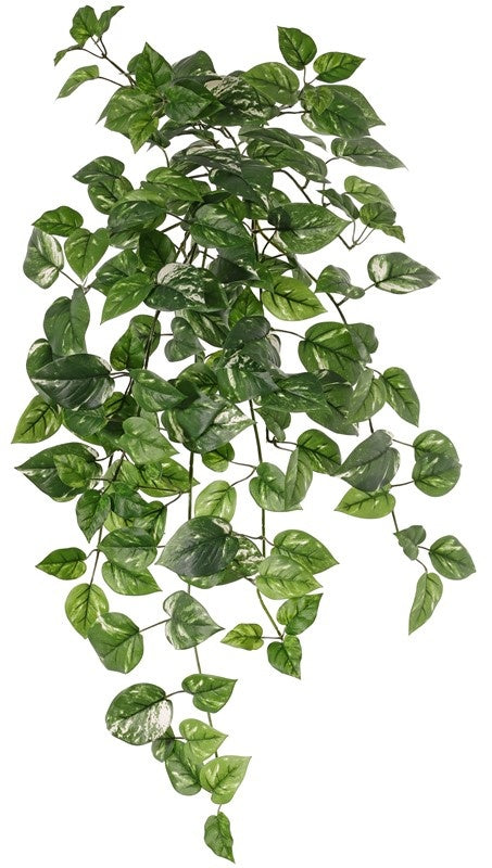 Golden Pothos hangplant