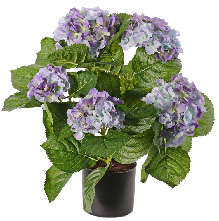 Hortensia in pot
