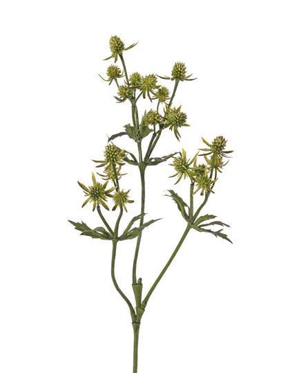 Distel (Eryngium)