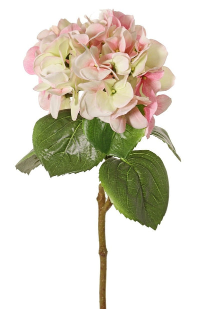 Hortensia