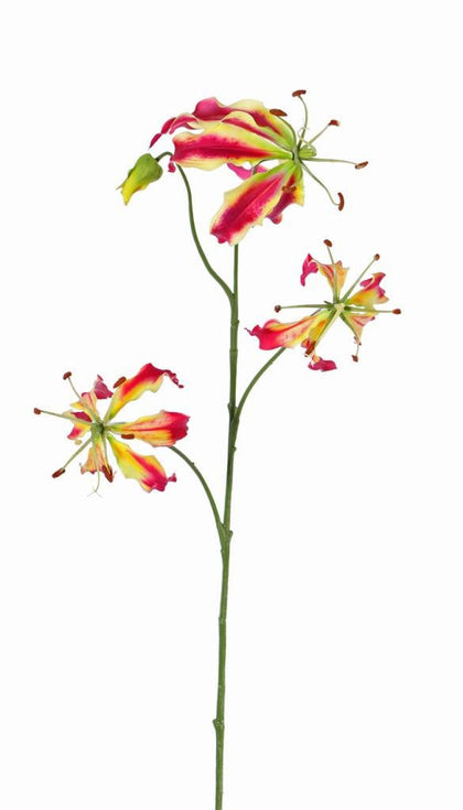 Gloriosa 'Liv' (klimlelie)