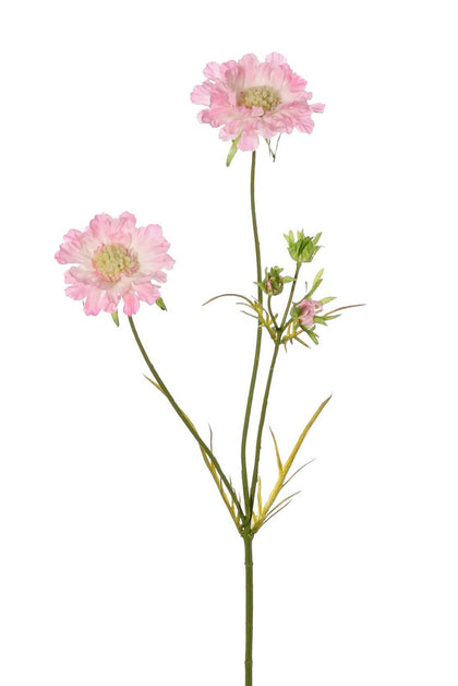 Scabiosa (duifkruid)