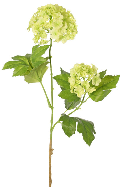 Viburnum (sneeuwbal)