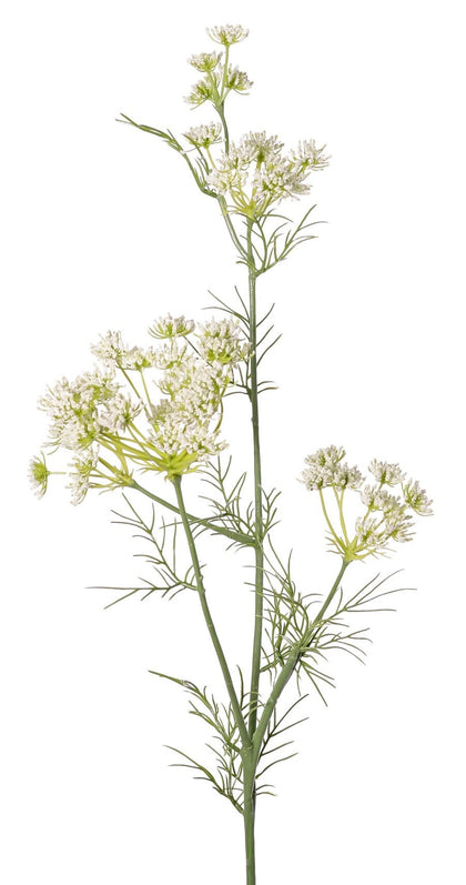 Wilde peen (Queen Anne's Lace)