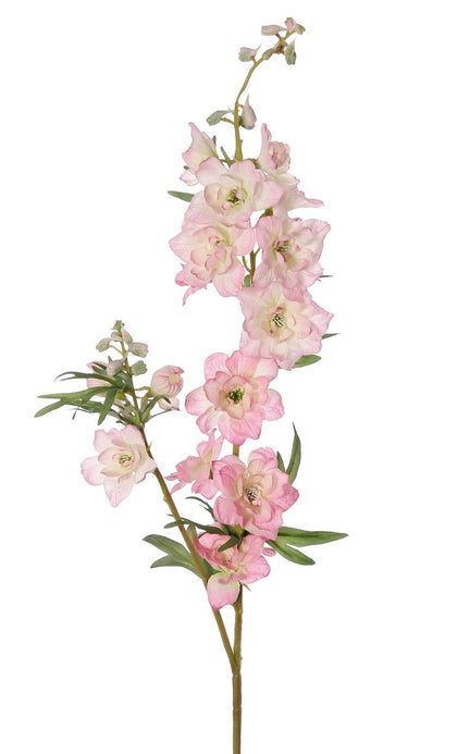 Delphinium (ridderspoor)