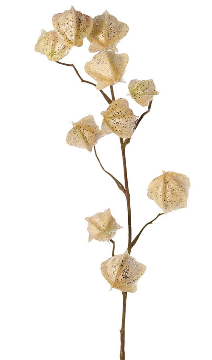 Physalistak (lampionplant) 'Earthy Garden'