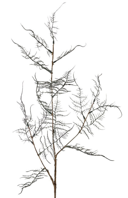 Asparagustak 'Earthy Garden'