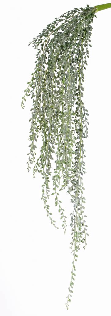 String of Pearls (Erwtenplant)